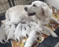 4yr Female rdy sept , a female English Cream Golden Retriever for sale in Baldwin, WI – 2 of 3