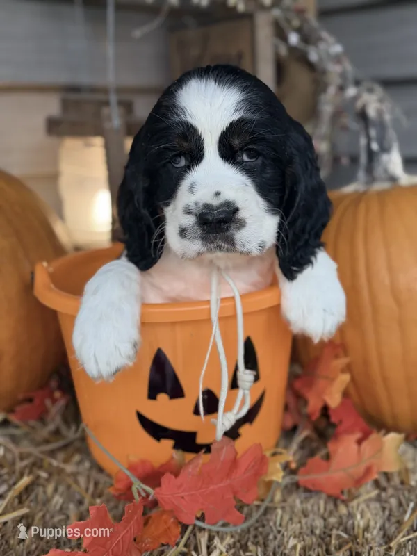 Blk tri white collar  – English Springer Spaniel puppy for sale in Baldwin, WI