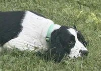 June , a female English Springer Spaniel for sale in Baldwin, WI – 2 of 6