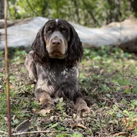 Due soon, a  English Springer Spaniel for sale in Baldwin, WI – Photo 3 of 4