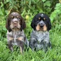 Due soon, a  English Springer Spaniel for sale in Baldwin, WI – Photo 2 of 4
