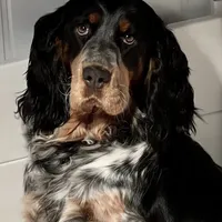 Due soon, a  English Springer Spaniel for sale in Baldwin, WI – Photo 1 of 4