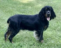 Fern, a female English Springer Spaniel for sale in Baldwin, WI – 3 of 3