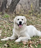 Iggy- ofa full reg, a male English Cream Golden Retriever for sale in Baldwin, WI – 3 of 3
