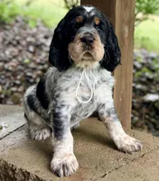 Black tri roan- white , a male English Springer Spaniel for sale in Baldwin, WI – 3 of 6