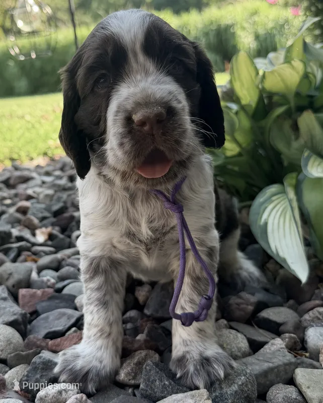 L/w roan rdy July 21  – English Springer Spaniel puppy for sale in Baldwin, WI