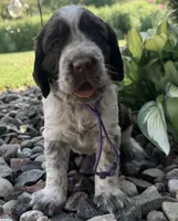 L/w roan rdy July 21 , a female English Springer Spaniel for sale in Baldwin, WI – 1 of 5