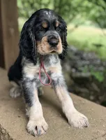 Black tri roan-maroon, a male English Springer Spaniel for sale in Baldwin, WI – 2 of 5