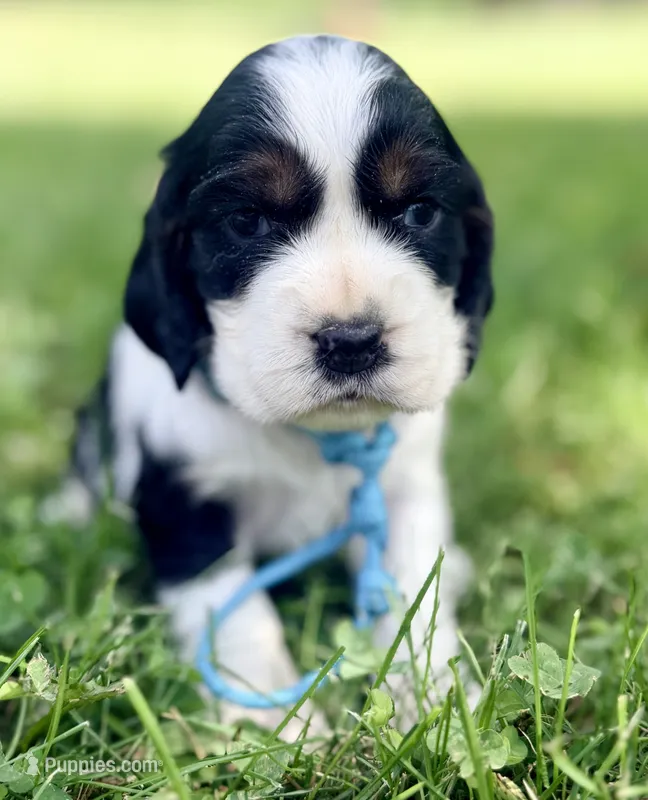 Ready Aug 18 teal  – English Springer Spaniel puppy for sale in Baldwin, WI