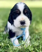 Ready Aug 18 teal , a female English Springer Spaniel for sale in Baldwin, WI – 1 of 3