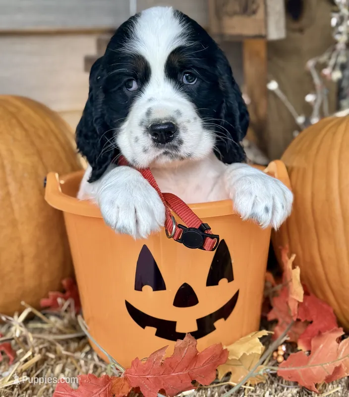 Blk tri red collar  – English Springer Spaniel puppy for sale in Baldwin, WI