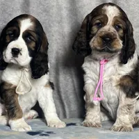 Ready Feb 22nd , a female English Springer Spaniel for sale in Baldwin, WI – Photo 4 of 5