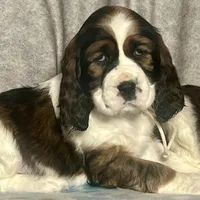 Ready Feb 22nd , a female English Springer Spaniel for sale in Baldwin, WI – Photo 2 of 5