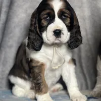 Ready Feb 22nd , a female English Springer Spaniel for sale in Baldwin, WI – Photo 5 of 5