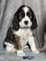 Ready Feb 22nd , a female English Springer Spaniel for sale in Baldwin, WI – Photo 5 of 5