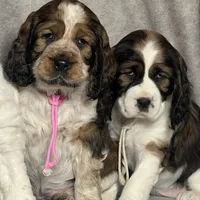 Ready Feb 22nd , a female English Springer Spaniel for sale in Baldwin, WI – Photo 3 of 5