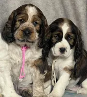 Ready Feb 22nd , a female English Springer Spaniel for sale in Baldwin, WI – Photo 3 of 5
