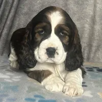 Ready Feb 22nd , a female English Springer Spaniel for sale in Baldwin, WI – Photo 1 of 5