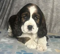 Ready Feb 22nd , a female English Springer Spaniel for sale in Baldwin, WI – Photo 1 of 5
