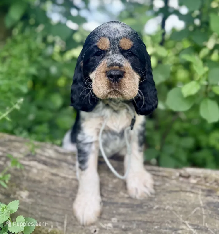 Black tri roan- gray  – English Springer Spaniel puppy for sale in Baldwin, WI