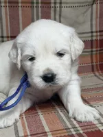 Cream male , a male English Cream Golden Retriever for sale in Baldwin, WI – 2 of 2