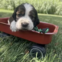 Ready Aug 18 green , a male English Springer Spaniel for sale in Baldwin, WI – 2 of 4