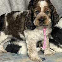 Sable girl rdy 2/22, a female English Springer Spaniel for sale in Baldwin, WI – Photo 2 of 3
