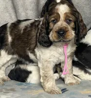 Sable girl rdy 2/22, a female English Springer Spaniel for sale in Baldwin, WI – Photo 2 of 3