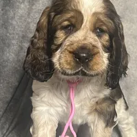 Sable girl rdy 2/22, a female English Springer Spaniel for sale in Baldwin, WI – Photo 3 of 3