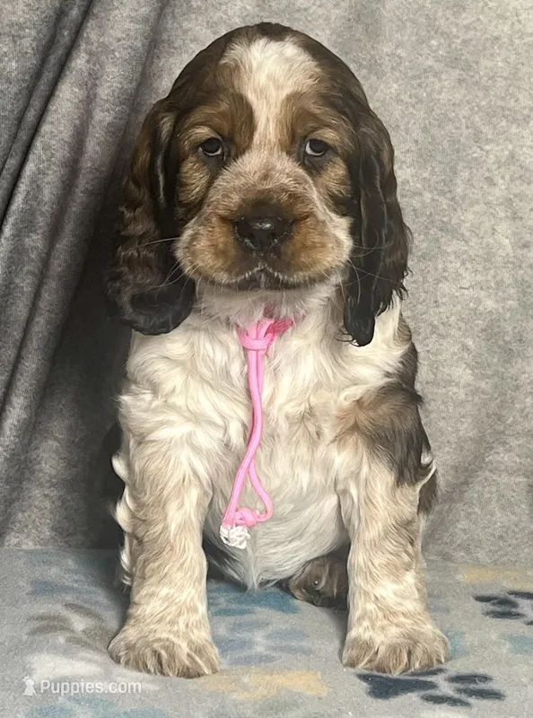 Sable girl rdy 2/22, a female English Springer Spaniel for sale in Baldwin, WI – Photo 1 of 3