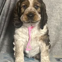 Sable girl rdy 2/22, a female English Springer Spaniel for sale in Baldwin, WI – Photo 1 of 3