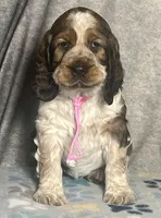 Sable girl rdy 2/22, a female English Springer Spaniel for sale in Baldwin, WI – Photo 1 of 3