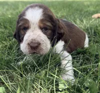 Ready Aug 18 gray , a female English Springer Spaniel for sale in Baldwin, WI – 4 of 4