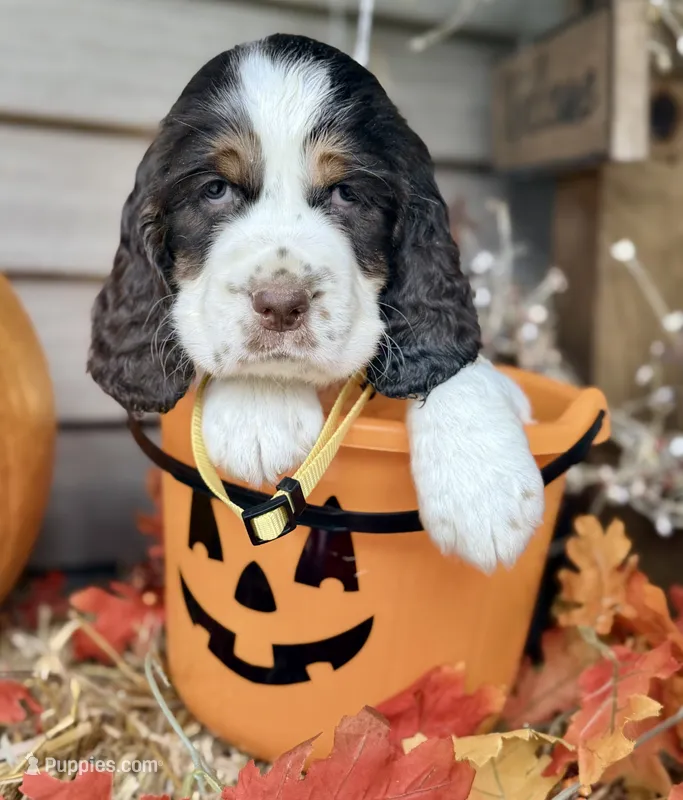Liver tri yellow collar  – English Springer Spaniel puppy for sale in Baldwin, WI