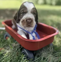 Rdy Aug 18 , a male English Springer Spaniel for sale in Baldwin, WI – 2 of 2