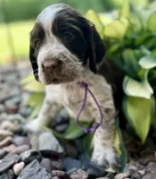 L/w roan rdy July 21 , a female English Springer Spaniel for sale in Baldwin, WI – 2 of 5