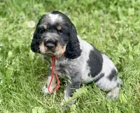 Black tri roan- red , a male English Springer Spaniel for sale in Baldwin, WI – 3 of 3