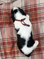 Black tri maroon collar , a female English Springer Spaniel for sale in Baldwin, WI – 2 of 2