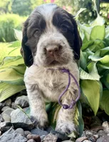 L/w roan rdy July 21 , a female English Springer Spaniel for sale in Baldwin, WI – 5 of 5
