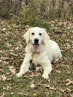 4yr Female rdy sept , a female English Cream Golden Retriever for sale in Baldwin, WI – 3 of 3