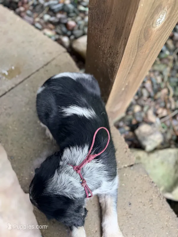 Black tri roan-maroon – English Springer Spaniel puppy for sale in Baldwin, WI