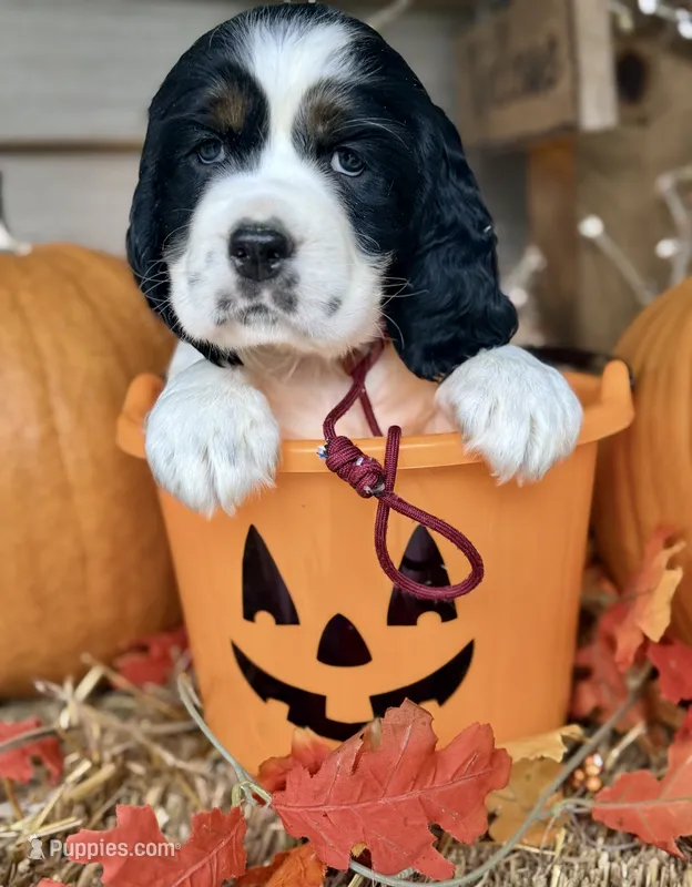 Black tri maroon collar  – English Springer Spaniel puppy for sale in Baldwin, WI