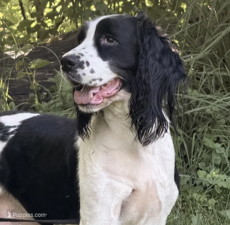 June  – English Springer Spaniel puppy for sale in Baldwin, WI