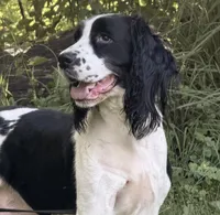 June , a female English Springer Spaniel for sale in Baldwin, WI – 1 of 6