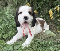 Sable male , a male English Springer Spaniel for sale in Baldwin, WI – 2 of 10