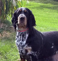 Black tri roan 4 yr old , a female English Springer Spaniel for sale in Baldwin, WI – 1 of 3