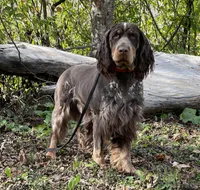 accepting deposits, a  English Springer Spaniel for sale in Baldwin, WI – Photo 2 of 5