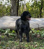 accepting deposits, a  English Springer Spaniel for sale in Baldwin, WI – Photo 4 of 5