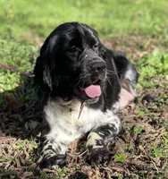 accepting deposits, a  English Springer Spaniel for sale in Baldwin, WI – Photo 3 of 5