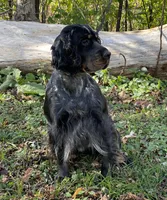 accepting deposits, a  English Springer Spaniel for sale in Baldwin, WI – Photo 5 of 5